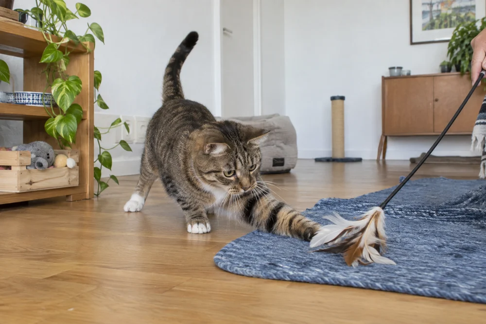 Building a daily enrichment routine your pet will love